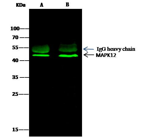 p38 MAPK gamma Antibody in Immunoprecipitation (IP)