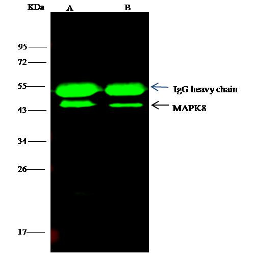 JNK1 Antibody in Immunoprecipitation (IP)