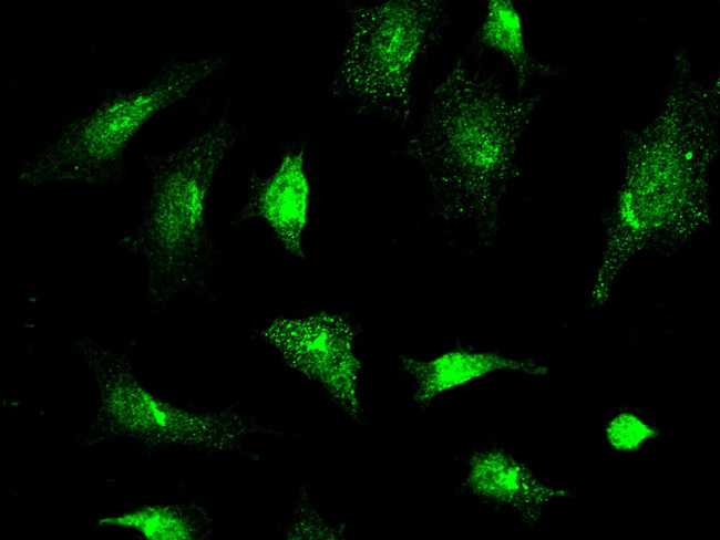 JNK2 Antibody in Immunocytochemistry (ICC/IF)