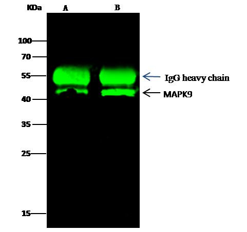 JNK2 Antibody in Immunoprecipitation (IP)