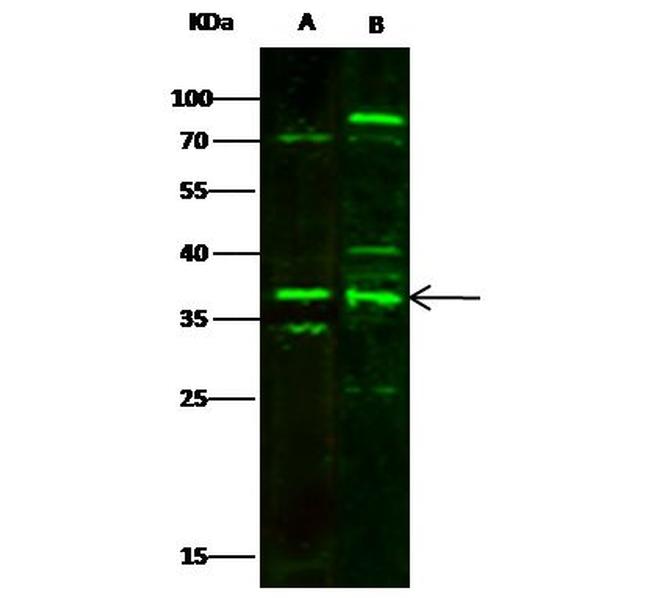 MBD3 Antibody in Western Blot (WB)