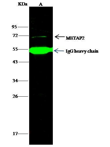 METAP2 Antibody in Immunoprecipitation (IP)