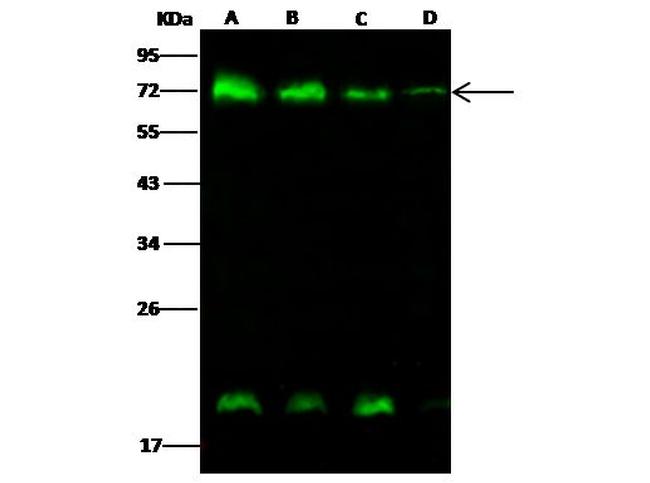 METAP2 Antibody in Western Blot (WB)