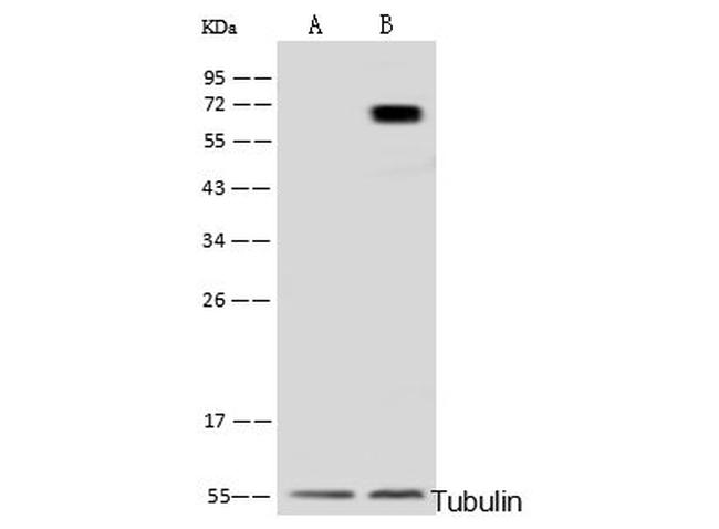 METAP2 Antibody in Western Blot (WB)