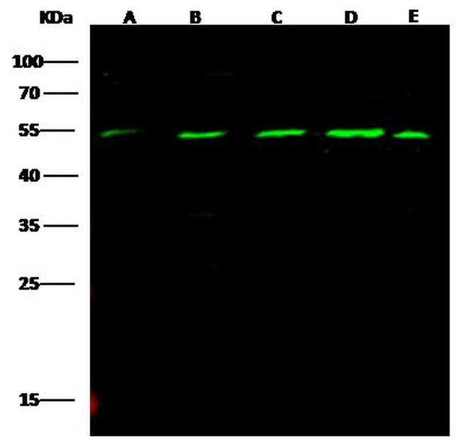 MICA Antibody in Western Blot (WB)