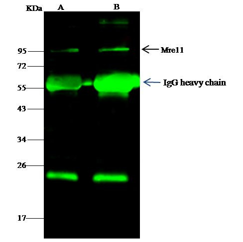 MRE11 Antibody in Immunoprecipitation (IP)