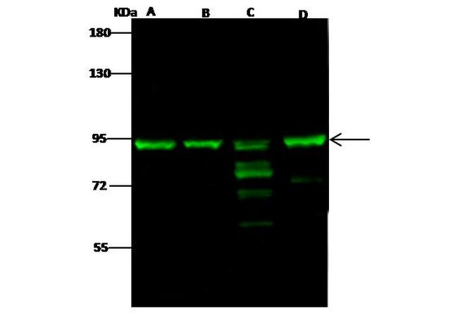 MRE11 Antibody in Western Blot (WB)