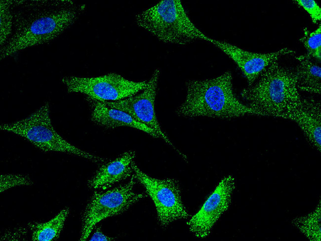 MVP Antibody in Immunocytochemistry (ICC/IF)