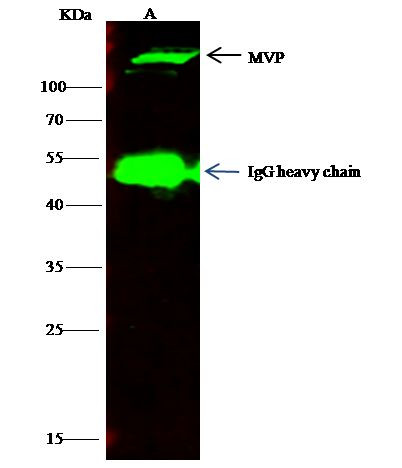 MVP Antibody in Immunoprecipitation (IP)