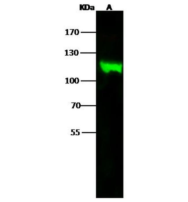 MVP Antibody in Western Blot (WB)