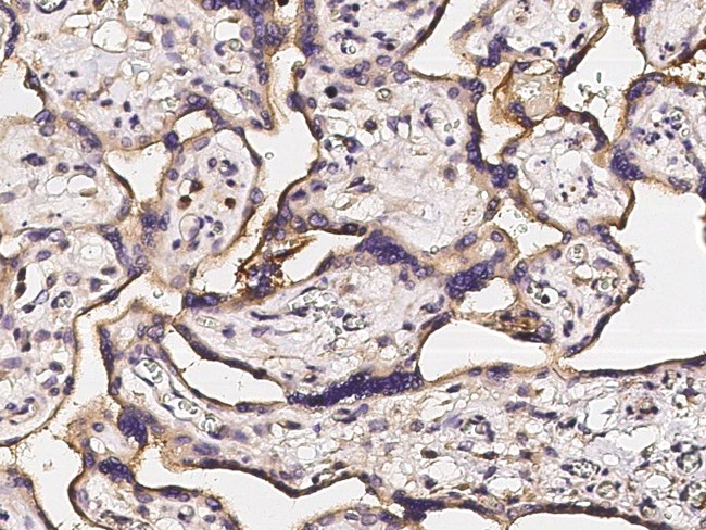 SRC3 Antibody in Immunohistochemistry (Paraffin) (IHC (P))