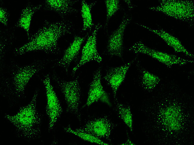 SRC3 Antibody in Immunocytochemistry (ICC/IF)