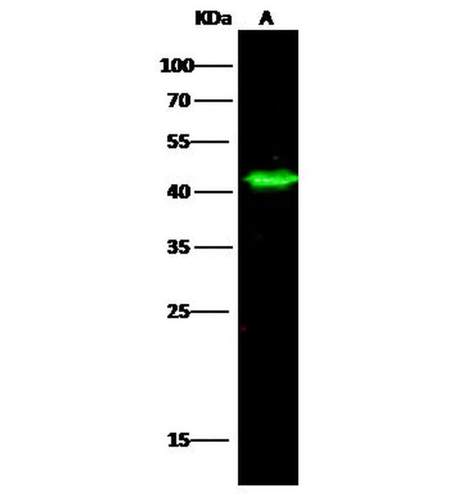 NDRG1 Antibody in Western Blot (WB)