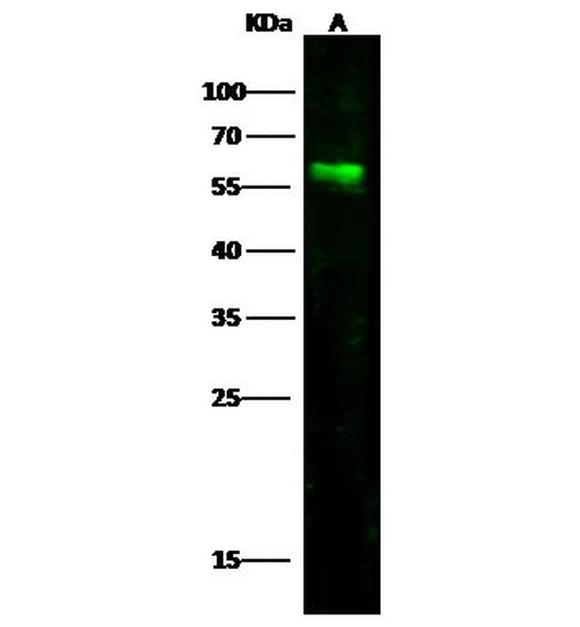 Nectin 1 Antibody in Western Blot (WB)