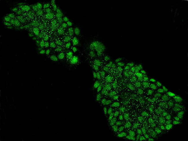 Neurogenin 2 Antibody in Immunocytochemistry (ICC/IF)