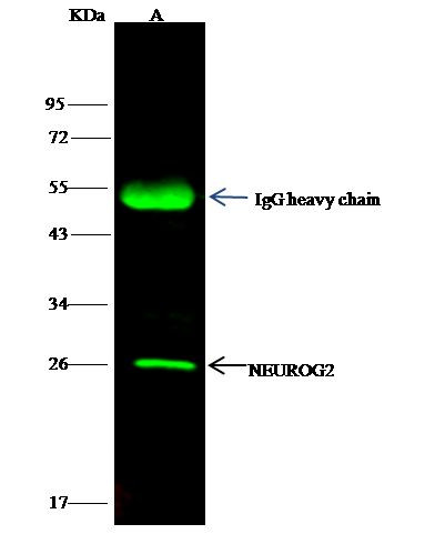 Neurogenin 2 Antibody in Immunoprecipitation (IP)