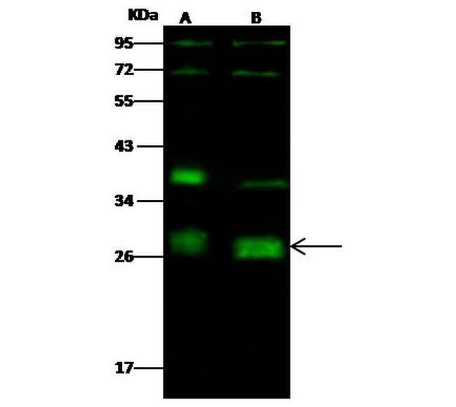 Neurogenin 2 Antibody in Western Blot (WB)