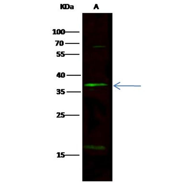 NOV Antibody in Western Blot (WB)