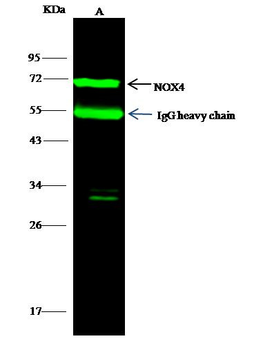 NOX4 Antibody in Immunoprecipitation (IP)
