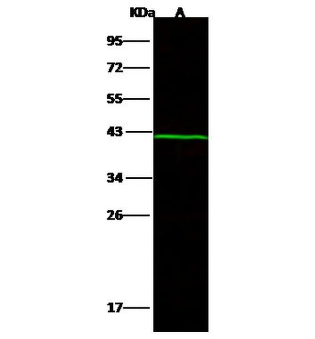 NOXRED1 Antibody in Western Blot (WB)