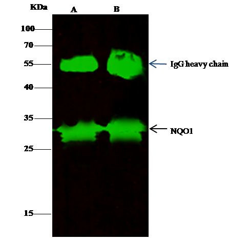 NQO1 Antibody in Immunoprecipitation (IP)