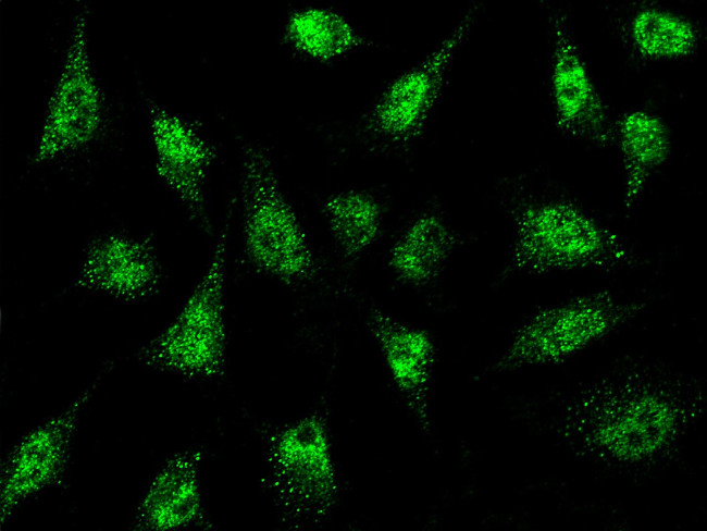 NR0B1 Antibody in Immunocytochemistry (ICC/IF)