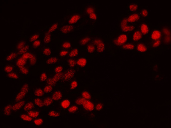 OLIG1 Antibody in Immunocytochemistry (ICC/IF)