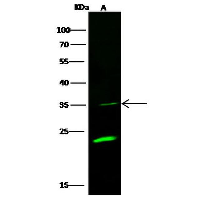 OLIG1 Antibody in Western Blot (WB)