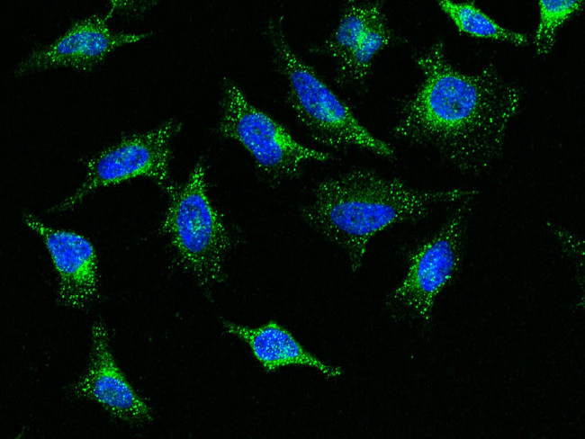 LOX-1 Antibody in Immunocytochemistry (ICC/IF)