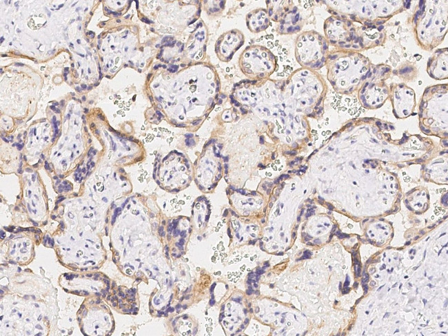 LOX-1 Antibody in Immunohistochemistry (Paraffin) (IHC (P))