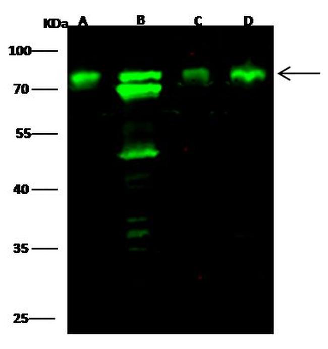 Optineurin Antibody in Western Blot (WB)