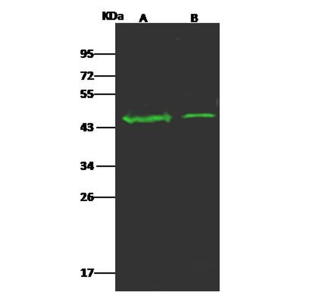 OR5D13 Antibody in Western Blot (WB)