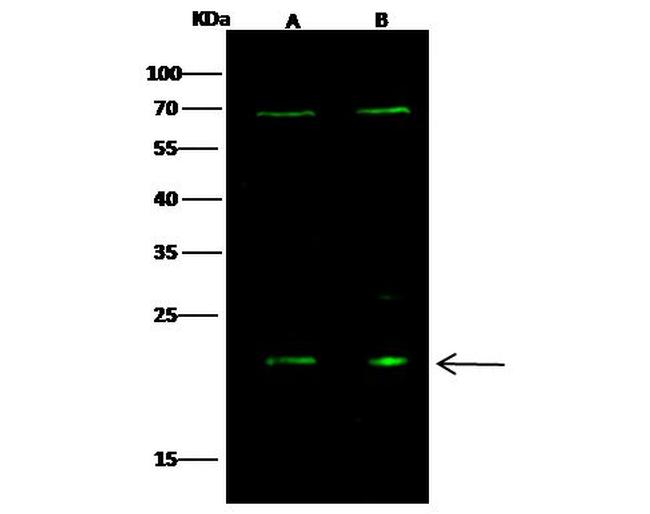 Oncostatin M Antibody in Western Blot (WB)