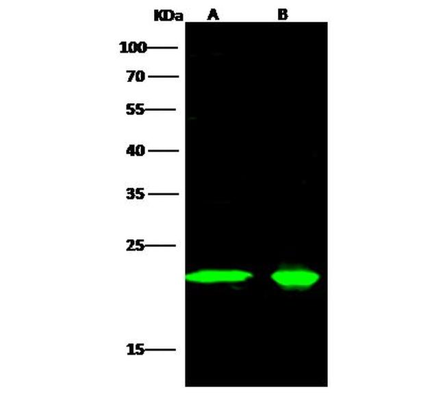 PEBP1 Antibody in Western Blot (WB)