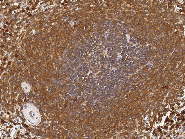 PGD Antibody in Immunohistochemistry (Paraffin) (IHC (P))