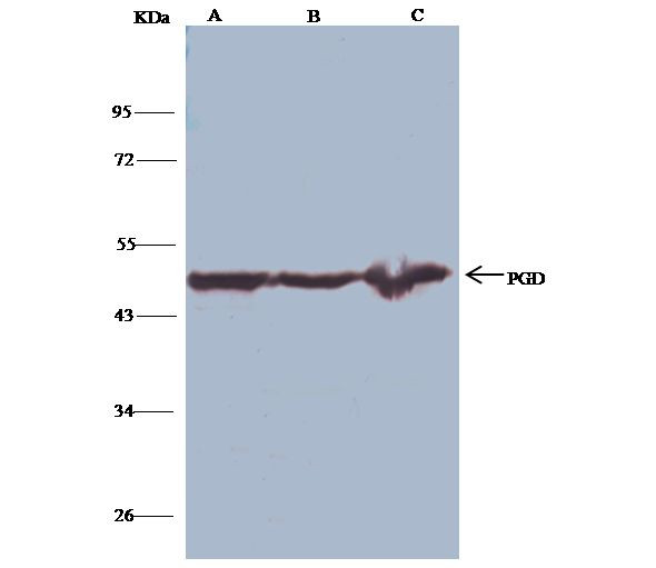 PGD Antibody in Immunoprecipitation (IP)