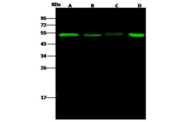 PGD Antibody in Western Blot (WB)