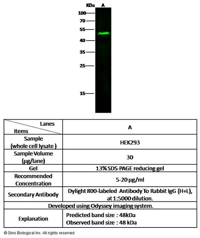 ADFP Antibody in Western Blot (WB)