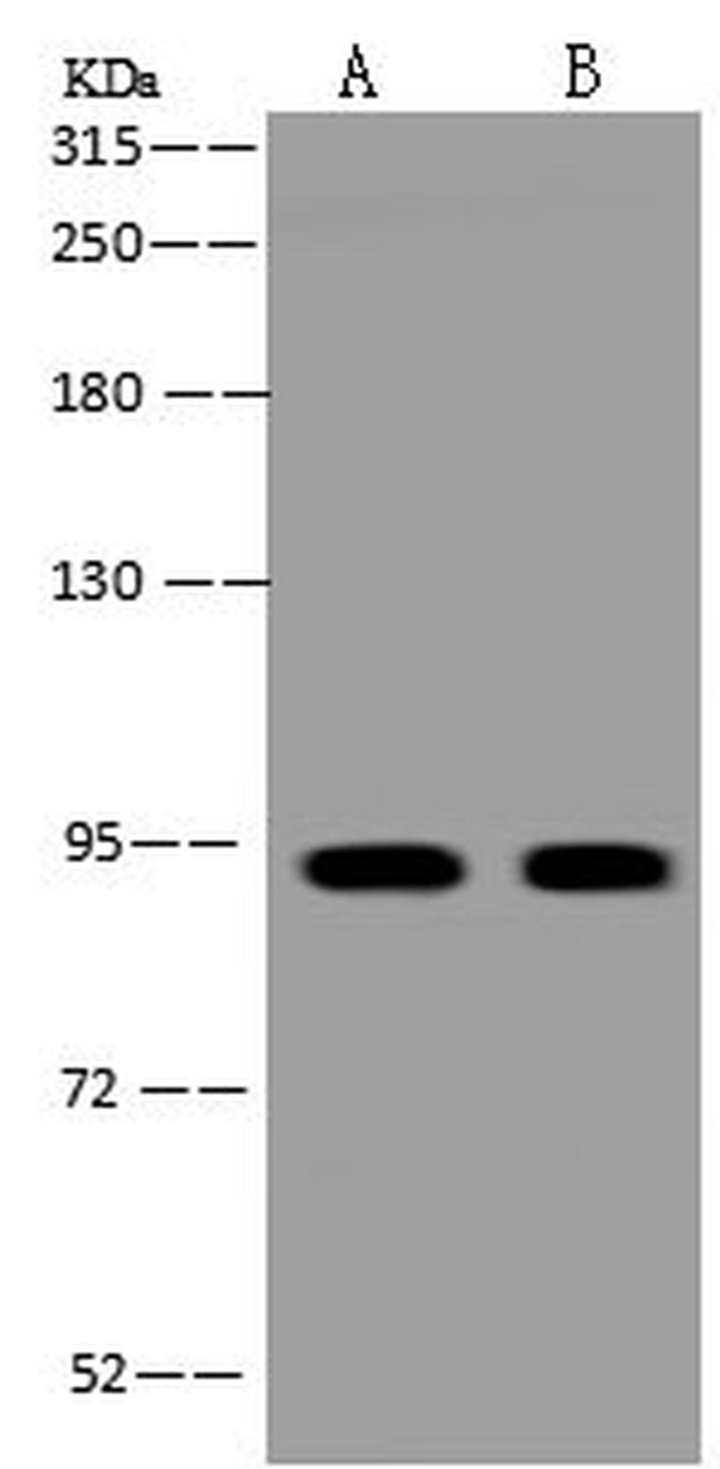 Periostin Antibody in Western Blot (WB)