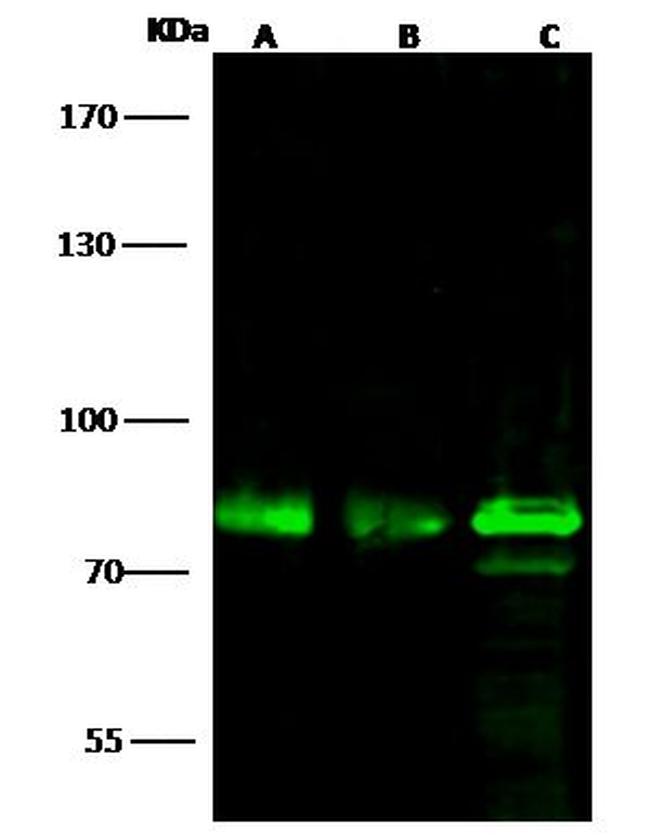 OCT1 (POU2F1) Antibody in Western Blot (WB)