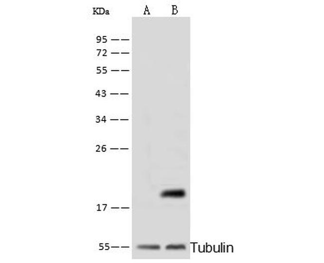 Cyclophilin B Antibody in Western Blot (WB)