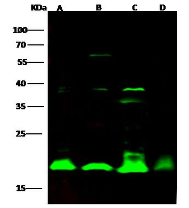 Cyclophilin B Antibody in Western Blot (WB)