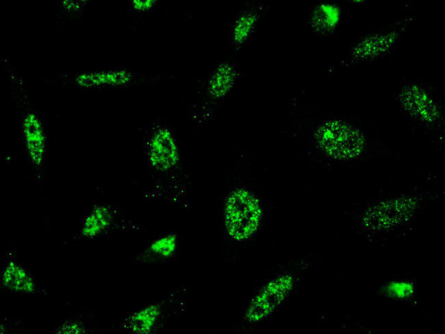 PRC1 Antibody in Immunocytochemistry (ICC/IF)