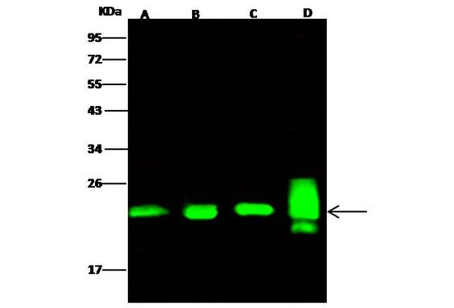 PRDX2 Antibody in Western Blot (WB)