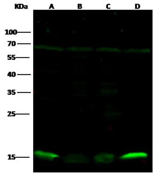 PRDX5 Antibody in Western Blot (WB)