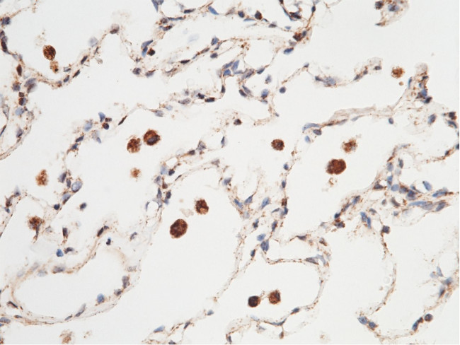 PRDX5 Antibody in Immunohistochemistry (Paraffin) (IHC (P))