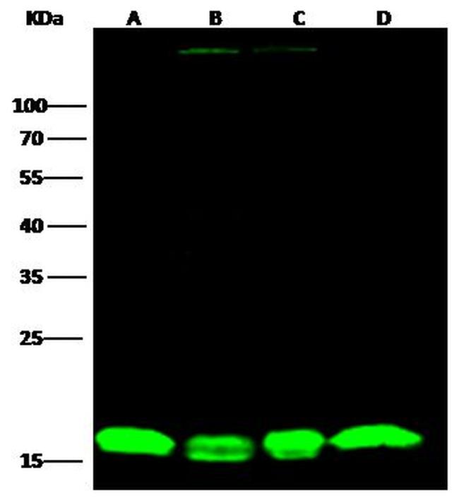 PRDX5 Antibody in Western Blot (WB)