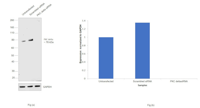 PKC delta Antibody in Western Blot (WB)