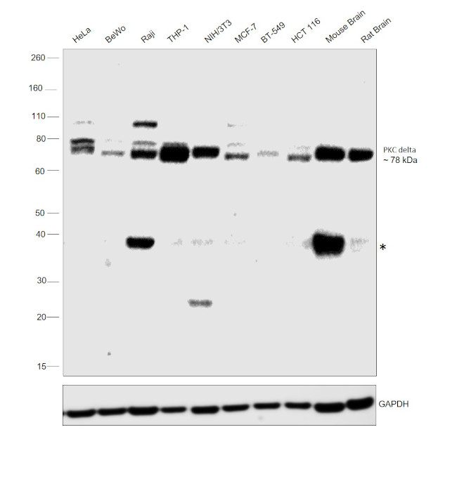 PKC delta Antibody in Western Blot (WB)