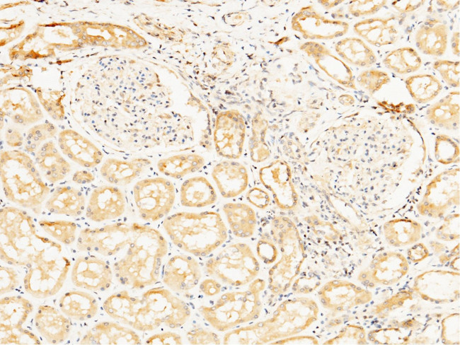 Prostasin Antibody in Immunohistochemistry (Paraffin) (IHC (P))